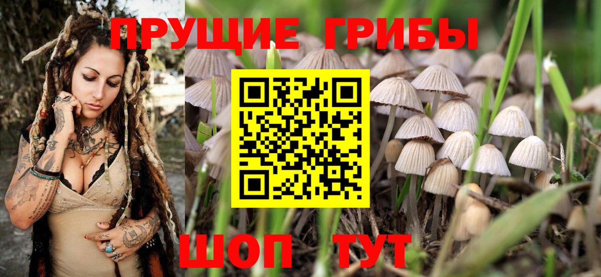 Североуральск  Псилоцибиновые грибы Psilocybe  Вход с VPN 